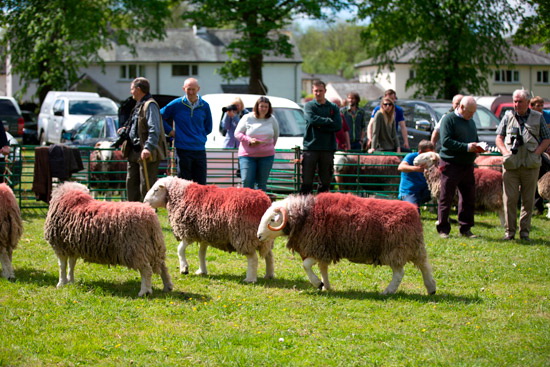 Helvellyn Herdwick Sheep