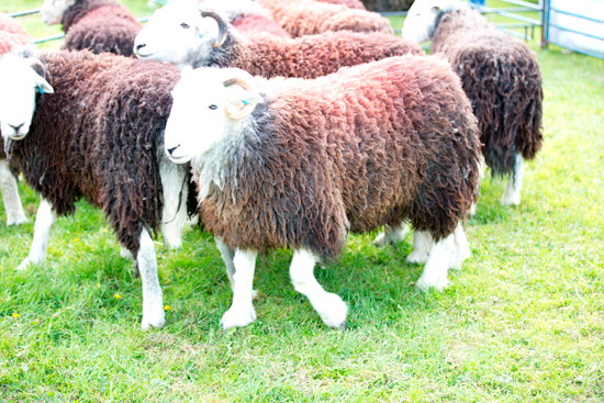 Bowness-on-Windermere Farm Herdwick