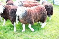 Lowthwaite Fell, Herdwick Sheep Art, Bakestall, Helm Crag, Herdwick, Rampside, Low Pike, Whinlatter, Herdy Sheep Artist, Branthwaite (Workington), Herdwick Sheep Oil Pastels, Crosby-on-Eden, Blea Rigg, Whitbeck, Herdy Art, Herdwick Drawings, Ousby, Catbells, Caudale Moor, Herdy Sketch, Dent, Drumburgh, Maryport, Holme Fell, Bothel, Gilcrux, Herdwick Sheep Oil Painting, High Pike (Scandale), Scafell Pike, Herdwick Sheep Sketch, Herdy Wall Art, Lakeland Sheep,  Lake District, Cumbria.