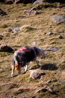 Little Mell Fell, Arnison Crag, Red Pike (Wasdale), Grayrigg, Mungrisdale Common, Herdwick Sheep Oil Painting, Nethermost Pike, Dollywaggon Pike, Wiggonby, Little Hart Crag, Great Sca Fell, Mixed-Media Herdwick Art, Bolton, Herdwick Sheep, Herdwick Sketches, Whin Rigg, Saint Sunday Crag, Newlands (Keswick), Wasdale Head, Meal Fell, Wetheral, Bewcastle, Herdwick Sheep Art, Herdwick Company, Allithwaite, Herdwick Sheep Oil Pastels, Crinkle Crags, Herdwick Sheep Sketch,  Lake District, Cumbria.