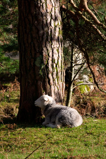 Herdwick Sheep - Herdwick Photo - Lakeland Photos - Art Prints Herdwick Sheep - Herdwick Photo