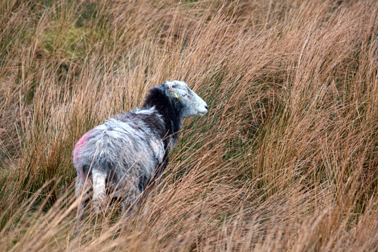 Rockcliffe Farm Lakeland Sheep