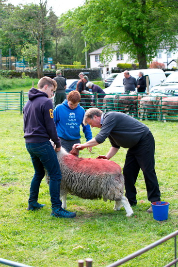 Whitfell Field Lakeland Sheep - Lakeland Photos - Art Prints Whitfell Field Lakeland Sheep