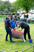 Herdy Ewe, Herdwick Sheep Oil Painting, Talkin, Grisedale Pike, Gamblesby, Nether Wasdale, Lakeland Sheep, Herdwick Sheep Prints, Stybarrow Dodd, Glaramara, Herdwick Wall Art, Latrigg, Eamont Bridge, Spark Bridge, Cold Pike, Ackenthwaite, Herdwick Sheep Oil Painting, Brim Fell, Old Hutton, Birkhouse Moor, Herdwick Sheep Art Studio, Herdwick Drawings, Herdies, Ayside, Herdy Art, Herdy Sketch, Slight Side, Pavey Ark, Herdwick,  Lake District, Cumbria.