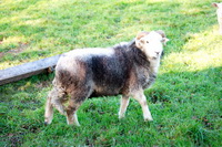 Coniston, Bowness-on-Windermere, Wreay (Carlisle), Pike of Stickle, Broughton Moor, Souther Fell, Raise, Herdwick Art Studio, Raven Crag, Holmrook, Lank Rigg, Herdwick, Middleton, Nether Wasdale, Herdwick, Herdwick Drawings, Dale Head, High Raise, Allen Crags, Swinside, Rampsgill Head, Lakeland Sheep, High Bankhill, Glaramara, Herdwick Sheep Sketch, Buckbarrow, Herdies, Mixed-Media Herdwick Art,  Lake District, Cumbria.