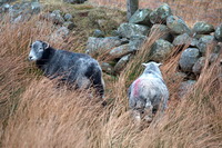Hen Comb, Great Crag, Calf Crag, High Raise, Herdy Sketches, Uldale, Herdwick Artwork, Knott Rigg, Mosedale, Grey Friar, Herdwick Sheep Art, Herdy Sheep Artist, Green Crag, Great End, Dockray, Dendron, Threlkeld, Coniston Old Man, Slate Fell, Herdwick Sheep Oil Painting, Stanah, Herdwick Sheep Oil Pastels, Gamblesby, Herdy, Cold Pike, Herdwick Sheep Sketch, Herdwick Wall Art, Grey Crag, Herdwick Sheep Acrylic Paintings,  Lake District, Cumbria.