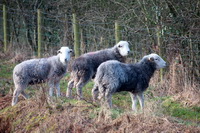 Herdwick Sheep Oil Pastels, Lakeland Sheep, Hallbankgate, Herdy Sheep Artist, Grasmere, Roosebeck, Lakeland, Herdwick, Herdy, Ullscarf, Portinscale, High Crag, Herdwick Sheep Oil Painting, Swinside, Hart Side, Herdwick Artwork, Tebay, Knott, Penrith, High Pike (Scandale), Herdwick Sheep Oil Painting, Lowther, Herdy Sketch, Thornthwaite Crag, Herdwick Sheep Prints, Ponsonby, Helvellyn,  Lake District, Cumbria.