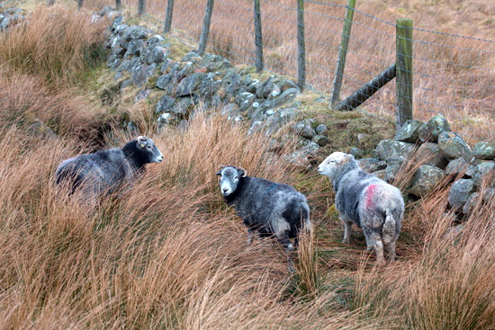 High Stile Farm Lake district Sheep