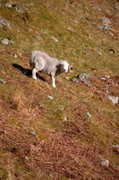 Herdwick Sheep Oil Painting, Herdwick Wall Art, Sallows, Kirkland (Penrith), Herdy, Glenridding Dodd, Dockray, Herdwick Artwork, Stone Arthur, Herdwick Sheep, Baycliff, Grasmoor, Dalston, Whitfell, Seat Sandal, Meal Bank, Great Borne, Herdy Sketches, Hawkshead, Windermere, Rosthwaite Fell, Harrison Stickle, Herdwick Sheep Oil Pastels, Herdwick, Herdwick Sheep Sketch, Beetham, Pike of Blisco,  Lake District, Cumbria.