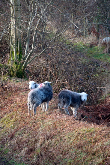 Coniston Farm Lakeland Sheep