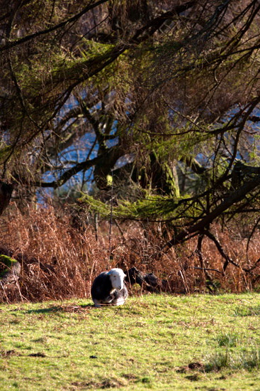 Sail Valley Lake district Sheep