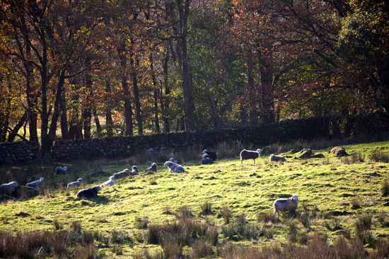 Levens Farm Lakeland Sheep