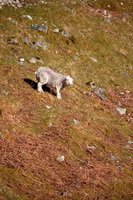 Mixed-Media Herdy Art, Herdies, Plumbland, Hale, Steel Fell, Esk Pike, Dollywaggon Pike, Herdy Art, Pillar, Lakeland Sheep, Raven Crag, Arnison Crag, Herdwick Sheep Oil Painting, Fellbarrow, Seathwaite (Borrowdale), Pooley Bridge, Herdy Ewe, Herdwick, Herdy Sketch, Hart Side, Allonby, Kirkbride, Winster, Steel Knotts, Wetherlam, Dove Crag, Chapel Stile,  Lake District, Cumbria.