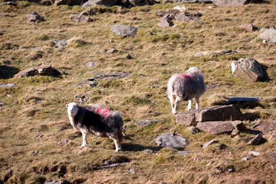 Grange-Over-Sands Lake district Sheep