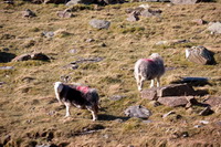 Herdy Art, Mungrisdale Common, Grey Knotts, Herdwick Sheep Oil Pastels, Herdwick Sheep Sketch, Lakeland Sheep, Cleator Moor, Herdy Sketches, Herdy Sketch, Heron Pike, Aspatria, Meal Fell, Lake District, Caldbeck, Caudale Moor, Parton, Herdwick Sheep Art Studio, High Stile, Herdwick Sheep Acrylic Paintings, Herdy, Burneside, Arkleby, Coniston Old Man, Great Sca Fell, Great Crag, Herdwick Sheep Oil Painting, High Spy, Embleton,  Lake District, Cumbria.