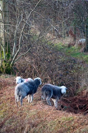 Catstycam Farm Lake district Sheep