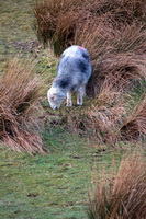 Herdwick Sheep Acrylic Paintings, Holme St. Cuthbert, Cliburn, Hensingham, Leece, High Raise, Herdy Sheep Artist, Mixed-Media Herdy Art, Herdwick Sheep Oil Painting, Broom Fell, Hartley, Stybarrow Dodd, Crosby Garrett, Fellbarrow, Herdwick Sheep, Lakeland Herdy Artworks, Grisedale Pike, Rampsgill Head, Lakeland Sheep, Herdwick, Stonethwaite, Mellbreak, Tirril, Herdies, Black Combe, Herdy Wall Art, Hard Knott, Greendale, Hart Side, Herdwick Sheep Art, Heron Pike, New Hutton,  Lake District, Cumbria.