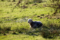 Sandwith, Steeple, Herdies, Mixed-Media Herdy Art, Herdwick, High Tove, Herdwick Sheep Prints, Kendal, Herdwick Sheep Oil Painting, Herdwick Sheep Oil Pastels, Harrison Stickle, Urswick Great and Little, Brigham, Seaton, Selside Pike, Dove Crag, Wythburn, Crinkle Crags, Whiteless Pike, Herdy Art, Sale Fell, Black Combe, Middleton, Kidsty Pike, Herdwick Sheep Acrylic Paintings, Middle Fell, Herdy Ewe, Herdy Wall Art, Lakeland Herdy Artworks, Great Corby,  Lake District, Cumbria.