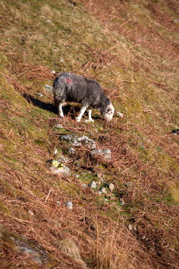 Rowrah Farm Lake district Sheep