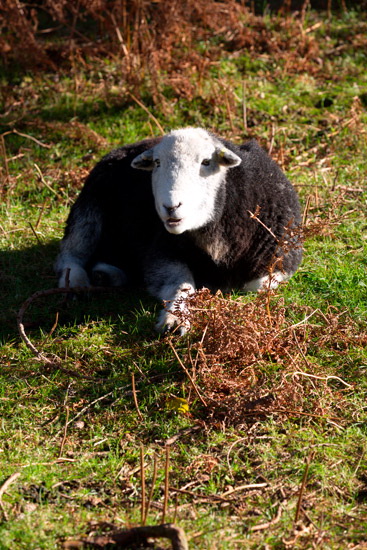 Houghton Farm Lakeland Sheep