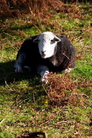 High Newton, Knott Rigg, Herdy Sketches, Herdy Sketch, Great Rigg, Tarn Crag (Far Eastern Fells), Greystoke, Rossett Pike, Brim Fell, High Hartsop Dodd, Calf Crag, Herdwick Wall Art, Lowick, Bewaldeth, Herdwick Sheep Sketch, Herdwick, Herdy Ewe, Herdwick Sheep Prints, Black Fell, Wythburn, Broughton Mills, Calder Bridge, Ulpha, Herdwick Sheep, Herdwick Sheep Oil Painting, Cumwhitton,  Lake District, Cumbria.