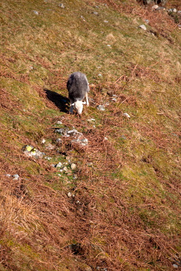 Crosby Garrett Field Herdwick - Lakeland Photos - Art Prints Crosby Garrett Field Herdwick