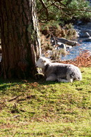 Mungrisdale, Herdwick Art, Colton, Crag Fell, Herdwick Sheep Sketch, Herdwick Sheep Art, Herdwick Drawings, Witherslack, Helvellyn, Hilton, Matterdale End, Harter Fell, Mardale, Crosscanonby, Burneside, Herdwick Sheep Prints, Herdwick Art Studio, Illgill Head, Bromfield, Herdwick Artwork, Brown Pike, Pike of Blisco, Herdies, Herdwick Sheep Oil Painting, Carlisle, Herdwick Sheep Oil Painting, Sail, Caw Fell, Banks, Binsey, Herdwick Sketch, Portinscale,  Lake District, Cumbria.