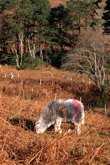Brigflatts Field Herdwick