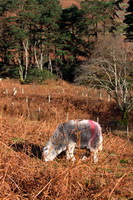 Herdwick Photo