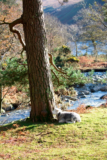Wetheral Field Lakeland Sheep