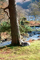 Drybeck, Herdy Wall Art, White Side, Herdy Sketch, Thornthwaite Crag, Causey Pike, Herdy Ewe, Mixed-Media Herdy Art, Flookburgh, Natland, Ambleside, Witherslack, Long Marton, Herdwick Sheep Sketch, Herdwick Sheep Prints, Burnbanks, Little Mell Fell, Aikton, Waterhead, Herdwick Artwork, Ullscarf, Souther Fell, Lakeland Herdy Artworks, Bakestall, Rest Dodd, Hilton, Allithwaite, Herdwick Sheep Acrylic Paintings, Caudale Moor, Catterlen, Herdy,  Lake District, Cumbria.