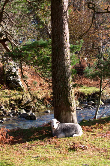 Herdwick Sheep - Herdwick Photo - Lakeland Photos - Art Prints Herdwick Sheep - Herdwick Photo