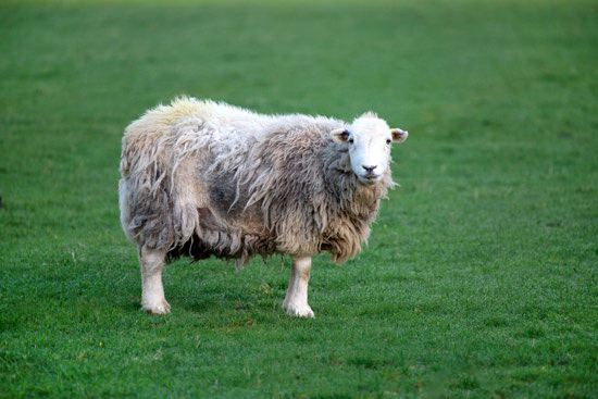 Great Ormside Valley Herdwick