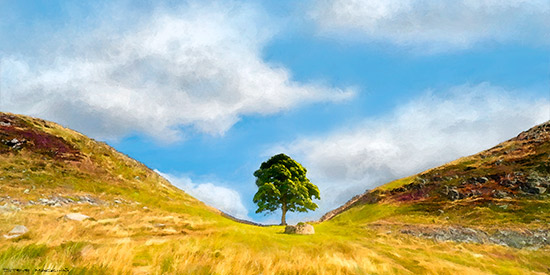 Sycamore Gap - Northumberland