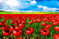 Poppy field