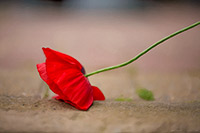 Fallen Poppy, Art Print, Painting, Flowers