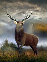 Highland Stag Oil Painting Art Print