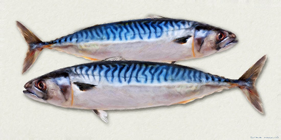 Mackerel II (2:1 pano) - Kitchen Art - Art Prints Mackerel II (2:1 pano)