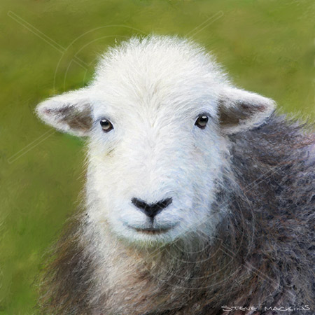 Derwentwater Herdwick Ewe