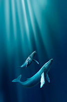 Humpback, Whales, Art Print