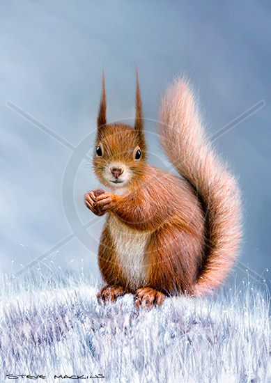 Red Squirrel