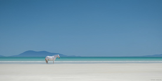 Isle of Harris - Luskentyre Beach Pony