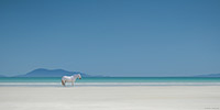 Isle of Harris, Luskentyre, Beach, Pony, Horse, White, Hebrides