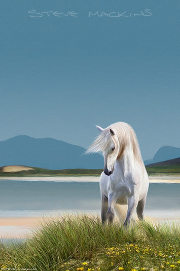 Isle of Harris - White Pony - Scotland Art - Art Prints Isle of Harris - White Pony