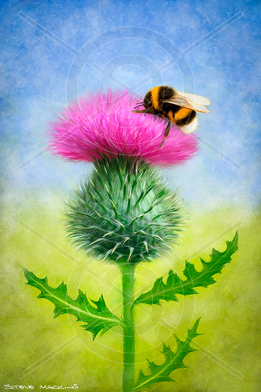 Bee on a Thistle II
