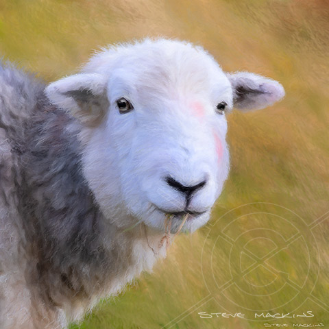 Grassmoor Herdwick