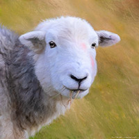 Herdwick Sheep Acrylic Paintings, Herdy Wall Art, Herdy Ewe, Herdwick Drawings, Herdy Sketch, Herdwick Sheep Sketch, Herdwick, Lakeland Herdy Artworks, Herdy Art, Herdy Sheep Artist, Herdwick Sheep Oil Painting, Herdy, Herdwick Sheep Oil Painting, Lakeland Sheep, Herdwick Sheep Art Studio, Herdies, Herdwick Sheep, Herdwick Sheep Oil Pastels, Herdwick, Herdwick Sheep Prints, Herdy Sketches, Herdwick Sheep Art, Herdwick Wall Art, Herdwick Artwork, Scaleby, Scar Crags, Barbon, Westward, Bampton, Great Dodd, Wasdale Head, Base Brown, Little Strickland, High Hartsop Dodd, Swirl How, Plumbland, Birk