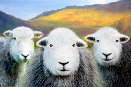 Langdale Herdies II