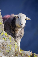 Herdwick, Lakeland Sheep, Herdwick Sheep Prints, Herdy, Herdy Ewe, Herdies, Herdwick Artwork, Herdwick Sheep Art, Herdwick Sheep Sketch, Herdy Sheep Artist, Herdy Art, Herdwick Wall Art, Herdy Wall Art, Herdwick Sheep Acrylic Paintings, Herdwick Sheep, Herdwick Sheep Oil Pastels, Herdy Sketch, Herdwick Sheep Art Studio, Herdwick Drawings, Mixed-Media Herdy Art, Herdwick Sheep Oil Painting, Lakeland Herdy Artworks, Herdy Sketches, Herdwick Sheep Oil Painting, Askham, Dove Crag, Pooley Bridge, Skiddaw, Gavel Fell, Brigham, Dodd, Lazonby, Bigrigg, Kirk Fell, Skirwith, Roa Island, Arkleby, Loft Cr