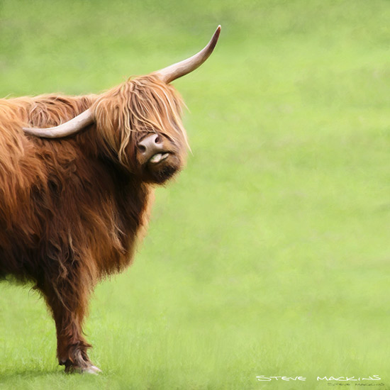 Glamis Castle Highland Cow